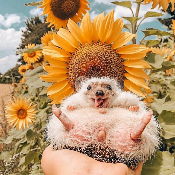 colettecoletta